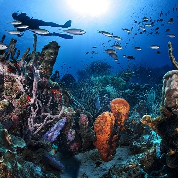 Duiken en snorkelen op Curaçao