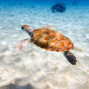 Playa Grandi strand met schildpadden